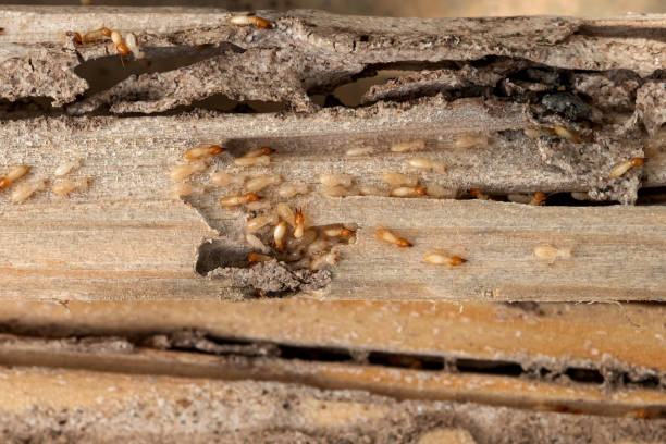 Best Ant Control Services  in Lavalette, WV
